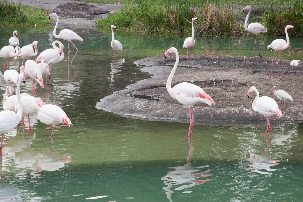 IMG_6765.jpg - Flamingos.